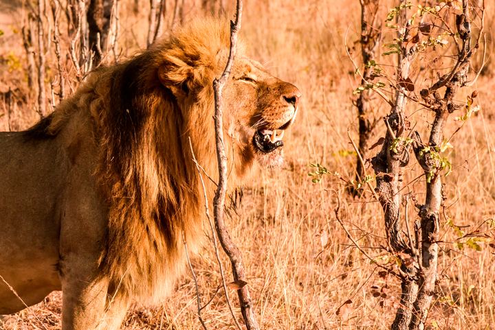 Africa