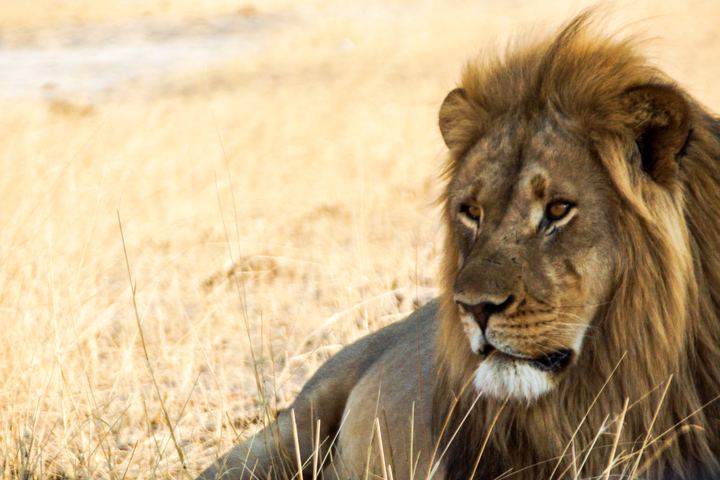 Africa
