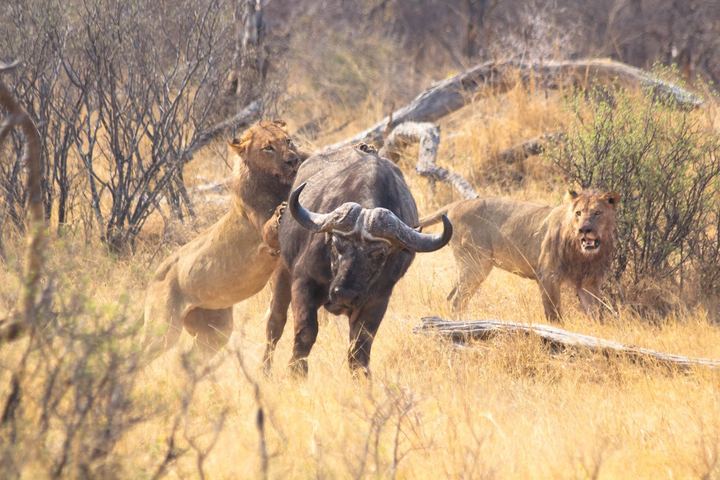 Cape Buffalo
