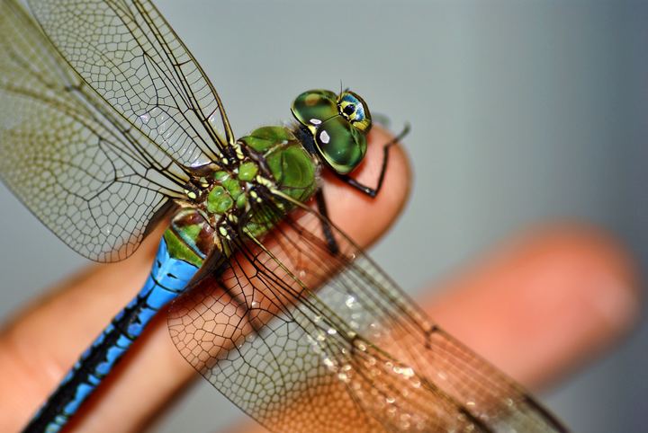 Dragonfly on Fingertip