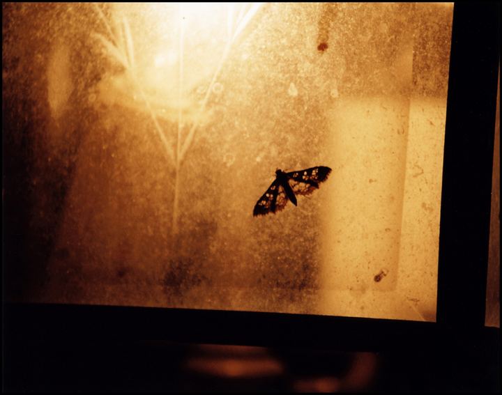Moth in Light