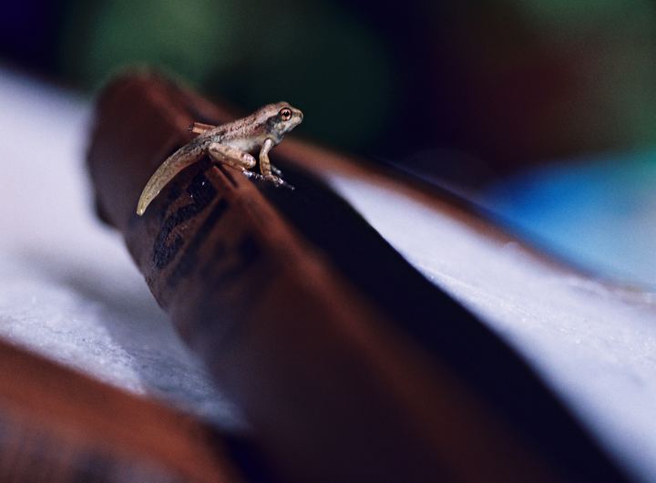 Poly Frog